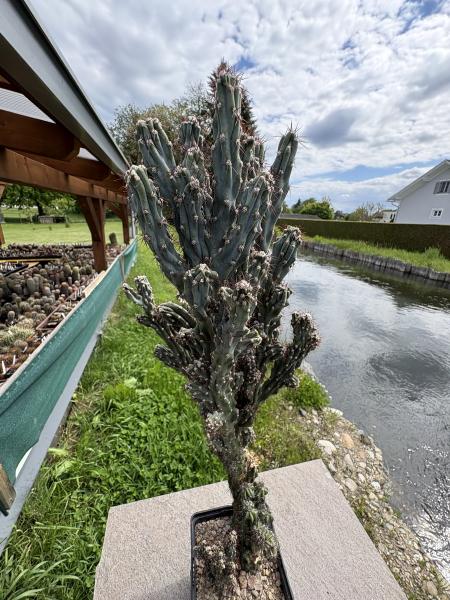 Cereus jamacaru monstrosus